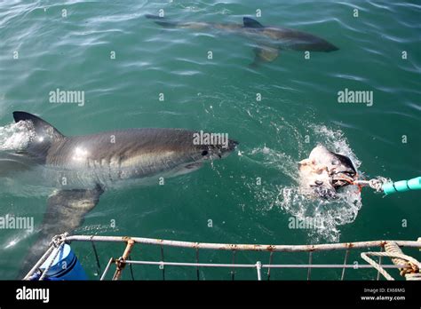 mossel bay south africa sharks